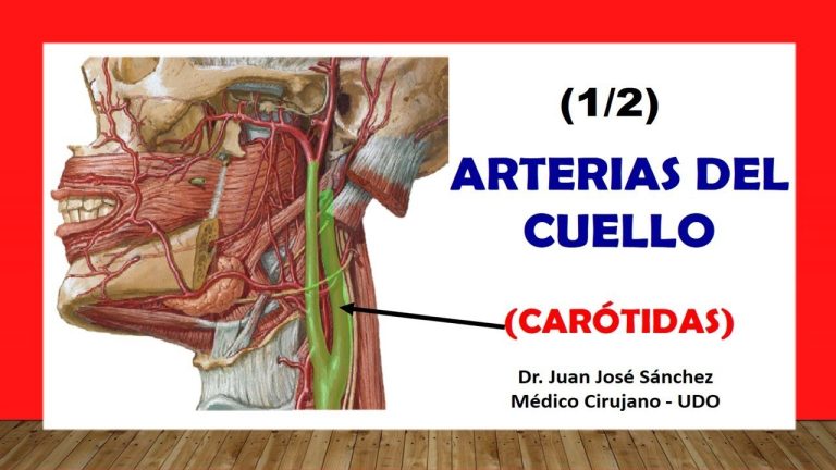 Todo lo que necesitas saber sobre la arteria carótida primitiva: funciones, enfermedades y cuidados