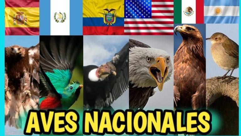 Descubre todo sobre la majestuosa ave nacional de Colombia: características, hábitat y curiosidades