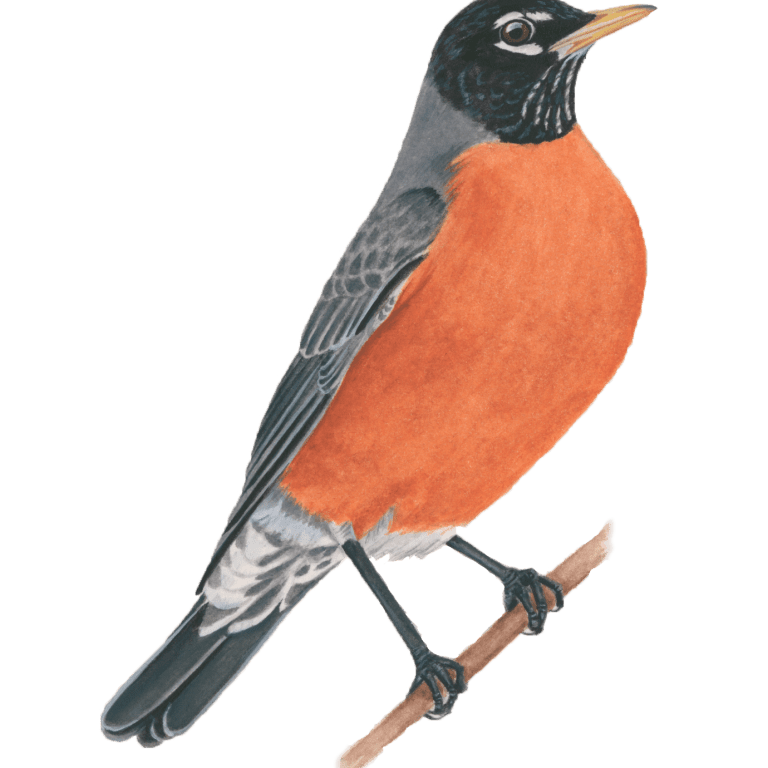 Descarga la guía de aves de España en PDF: ¡La herramienta completa para los amantes de la ornitología!