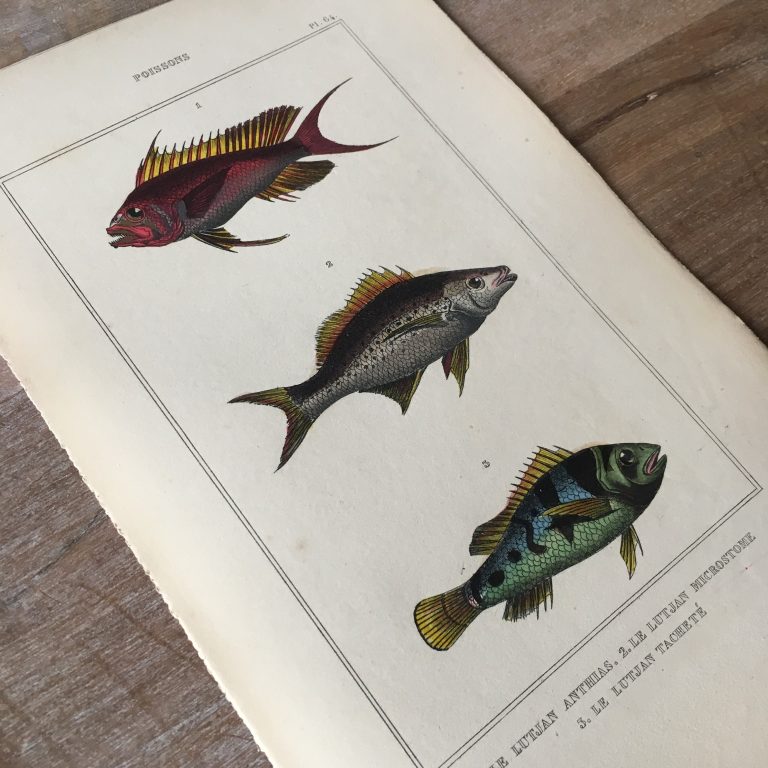 Bibliografia peces 1988 – [PDF Document]