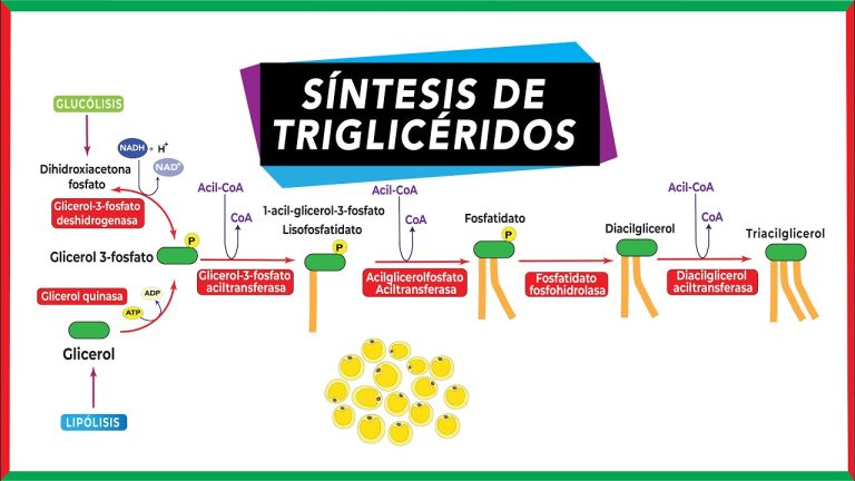 Descubre la sorprendente biosíntesis de triglicéridos y su impacto en la salud