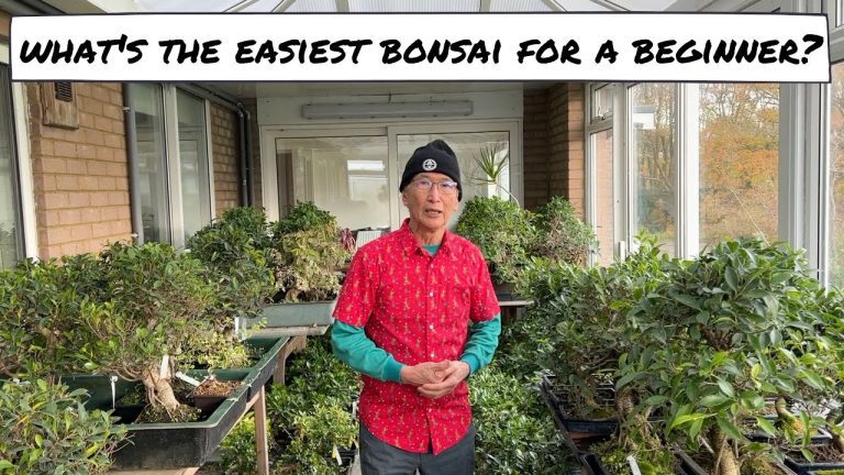 Descubre los secretos de los bonsis: cómo cuidar, podar y cultivar estas maravillosas plantas