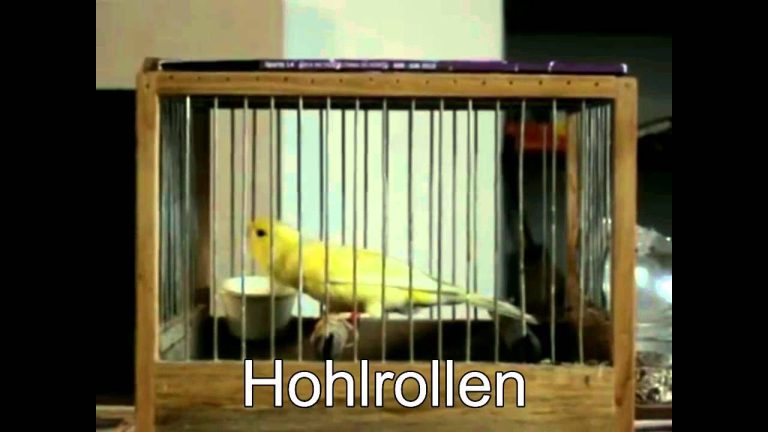 Descubre los secretos del canto Harzer Roller: la melodía perfecta para tus aves