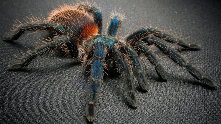 Descubre todo sobre las carantulas: una guía completa para cuidar y conocer a estas fascinantes arañas