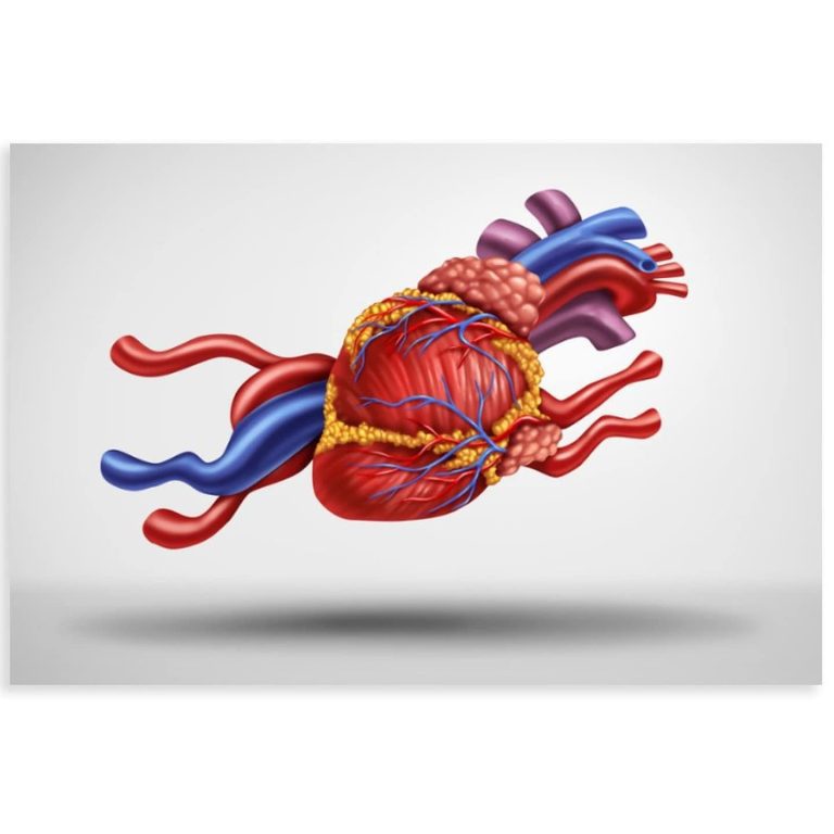 Baremos Sistema Cardio Vasculary Signos Vitales