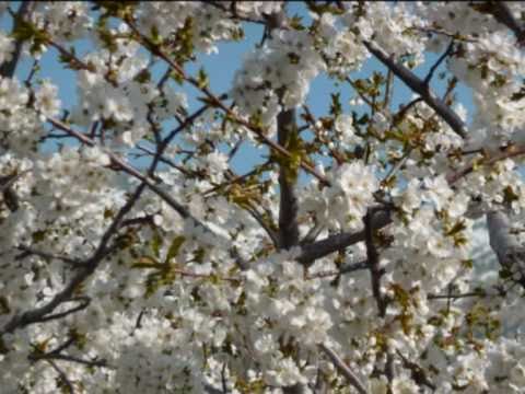Descubre la belleza del cerezo Yuste: una guía completa para contemplar su encanto