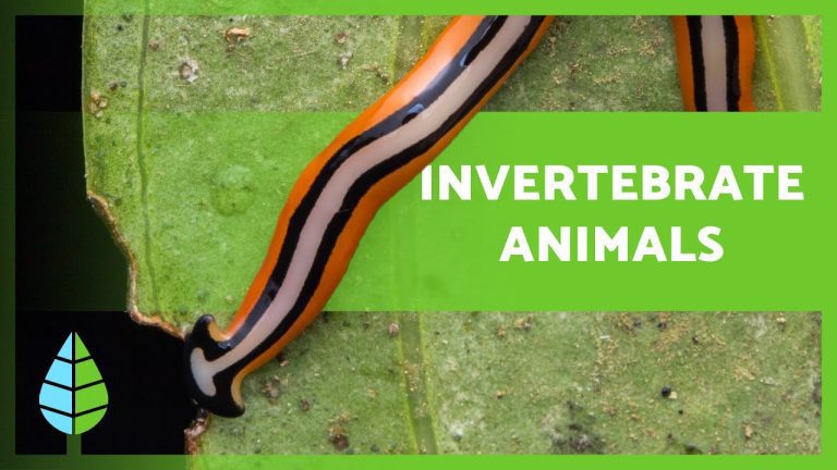 Exploring the Fascinating Characteristics of Invertebrate Animals: A Comprehensive Guide