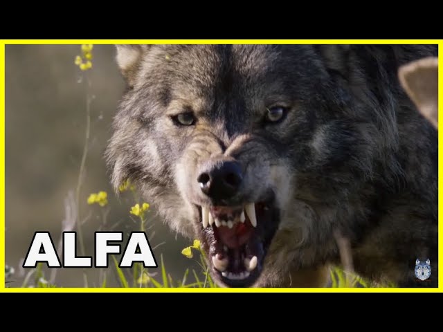 Descubre cómo los lobos hambrientos desenvuelven su instinto cazador