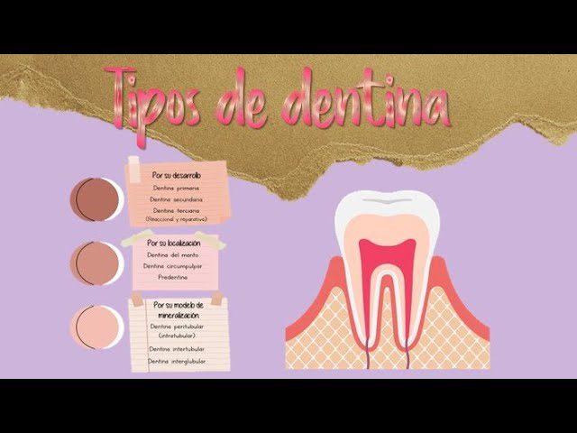 Descubre todo sobre la dentina del manto: qué es, sus funciones y cómo cuidarla correctamente