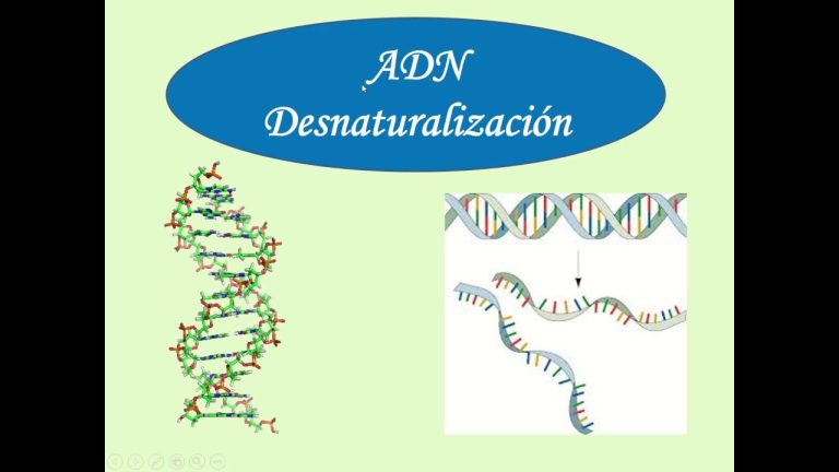 Descubre la desnaturalización y renaturalización del ADN: Todo lo que necesitas saber