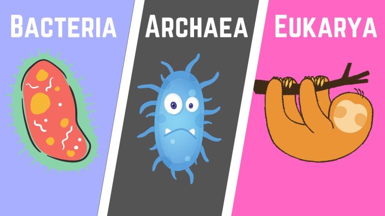 Todo lo que necesitas saber sobre el dominio Eubacteria: Guía completa para entenderlo según Wikipedia