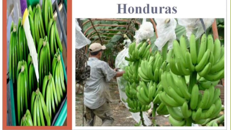 Descubre la historia y actualidad del enclave bananero en Honduras: ¡un legado extraordinario explorado!