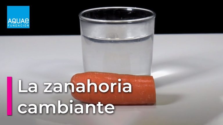 Descubre el increíble experimento de osmosis con zanahoria: ¡resultados sorprendentes!