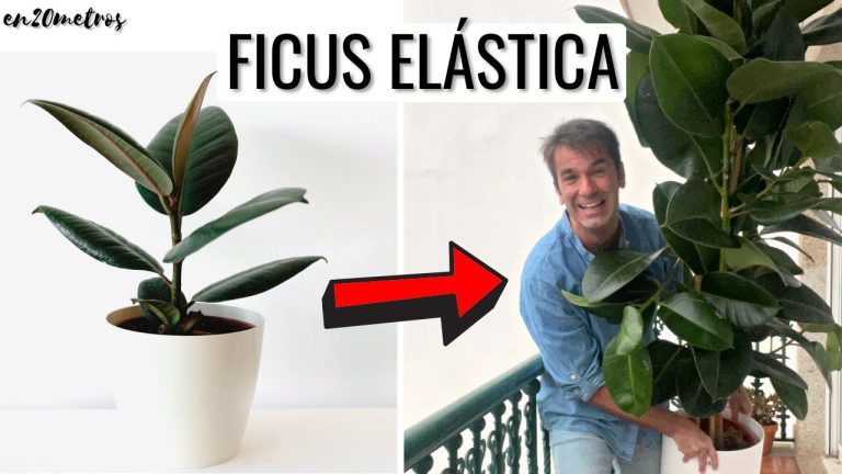Descubre el encanto del ficus pntic: todo lo que debes saber sobre esta fascinante planta