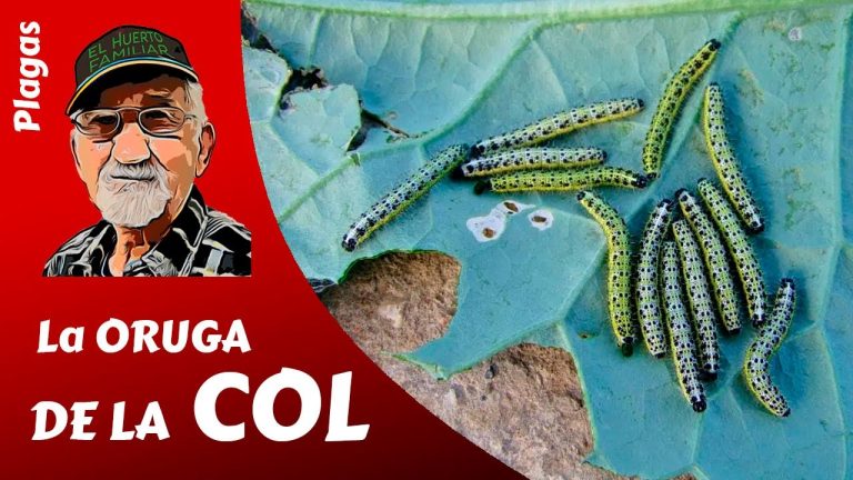 Descubre todo sobre el gusano de la col: ciclo de vida, daños y cómo controlarlo