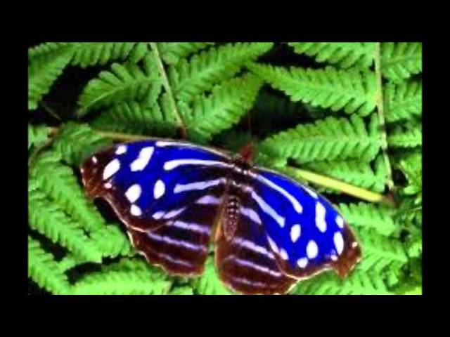 Descubre por qué las mariposas están tristes y cómo podemos ayudarlas