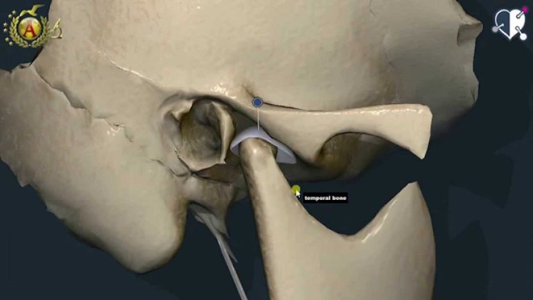 Legamento pterigomandibolare: Todo lo que necesitas saber sobre su anatomía y funciones