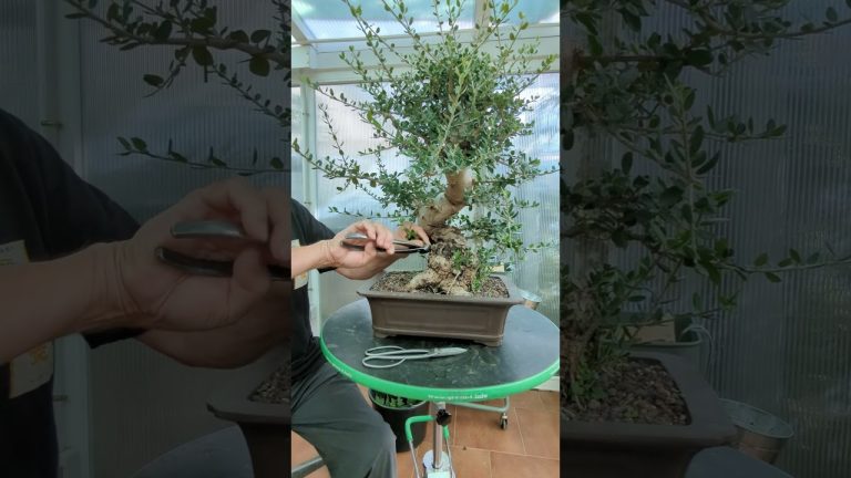 Descarga gratis el completo manual en PDF para cultivar y cuidar tus olivos en bonsai