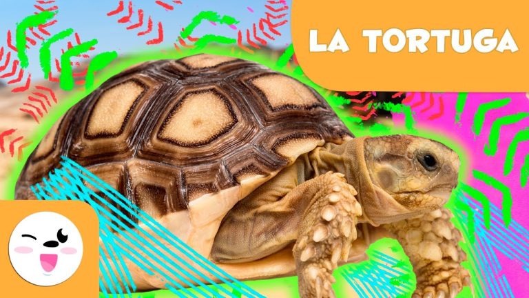 Descubre todo sobre la monografía de las tortugas: características, hábitats y curiosidades