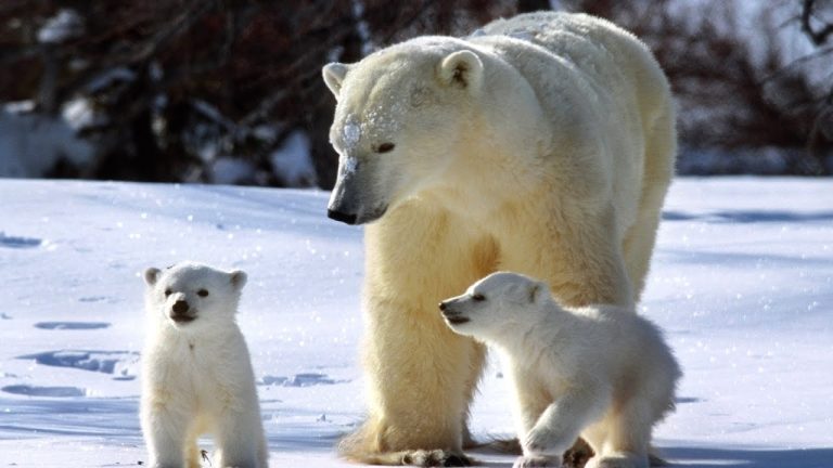 Descubre todo sobre el nombre científico del oso polar: datos interesantes y curiosidades