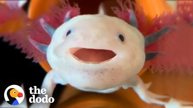 Descubre todo sobre los oxolotes: criaturas fascinantes de México