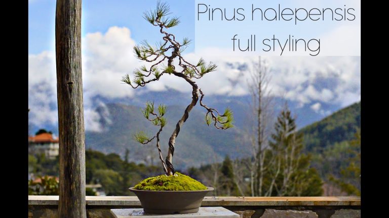 Todo lo que necesitas saber sobre el Pinus halepensis: guía completa de Infojardin