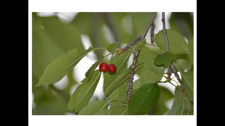 Descarga gratis el completo PDF sobre Prunus Avium: Todo lo que necesitas saber sobre esta especie y su cultivo