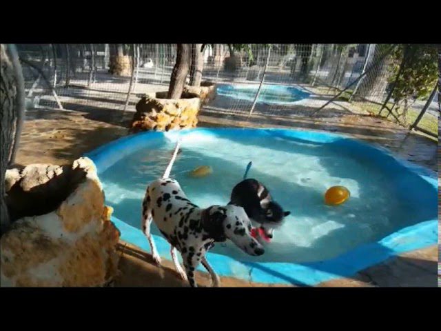 Descubre la Residencia Oasis Canina: ¡El paraíso de tus mascotas!