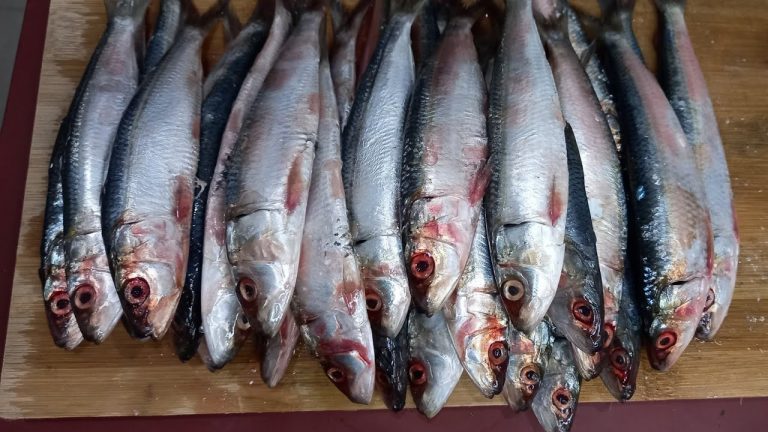 Descubre todo sobre el pescado sardina en hindi: historia, preparación y beneficios
