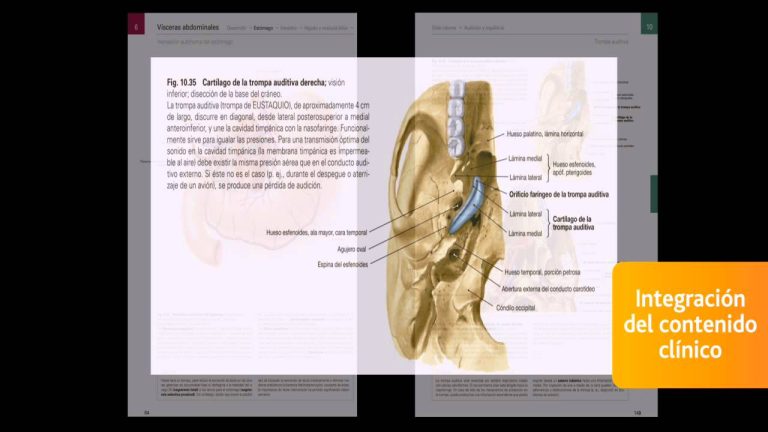 Descarga gratuita del Atlas Sobotta en formato PDF – Volumen 3: Un recurso esencial para estudiantes de anatomía