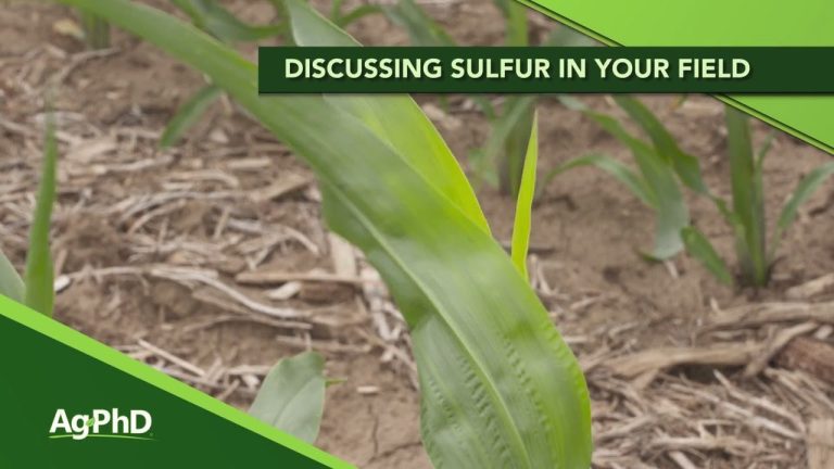 Descubre los beneficios del azufre 18 Agrovin en la agricultura: una solución efectiva para mejorar tus cultivos