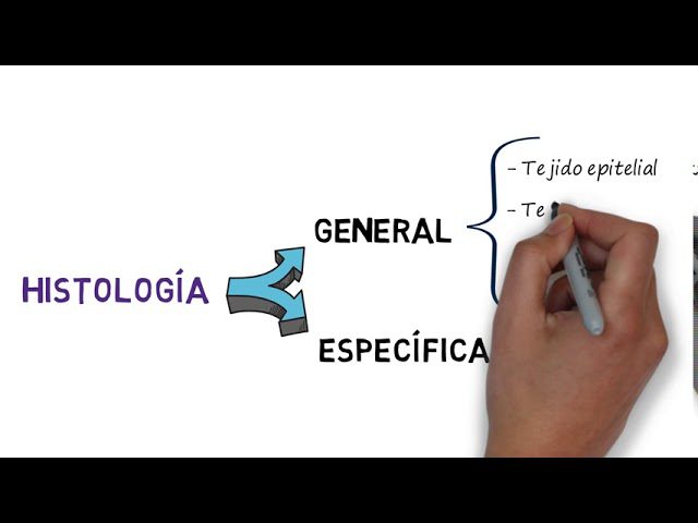 Todo lo que debes saber sobre la histología en la Universidad de Vigo: Guía completa