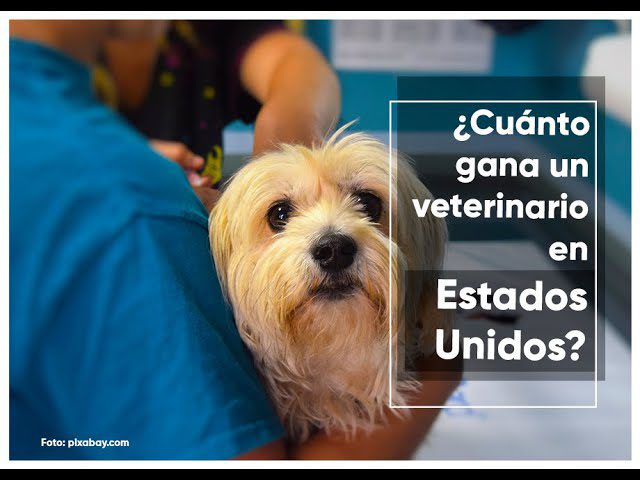 Encuentra el mejor veterinario en La Gavia: cuidado profesional para tus mascotas